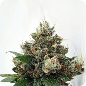 Respect 4 Gorilla Feminised Seeds 