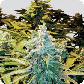 Snow White Regular Cannabis Seeds