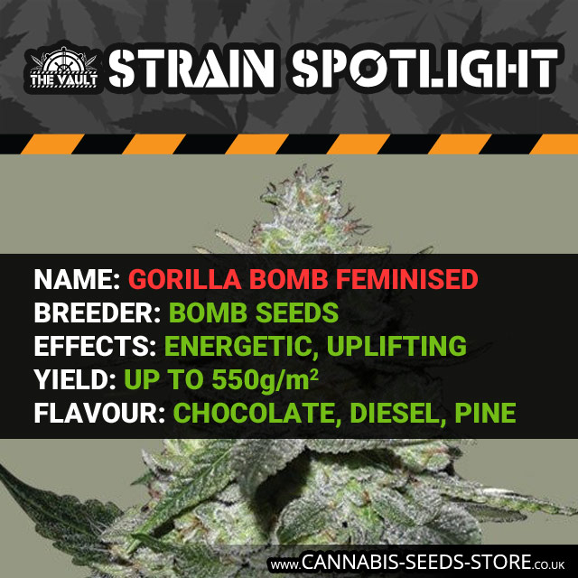 Strain Spotlight Gorilla Bomb 1080