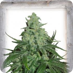 Super Skunk AUTO Feminised Seeds 