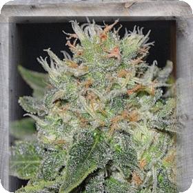 Super Skunk Kush Feminised Seeds 