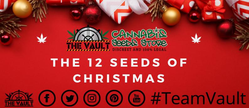 12 cannabis seeds of christmas