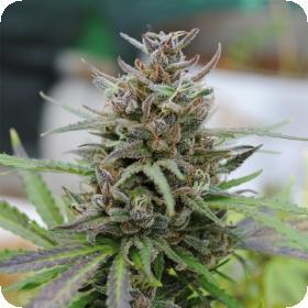 Baby Boom Automatic Feminised Seeds Baby Boom Automatic Feminised Seeds