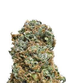 Big Bruce Feminised Seeds