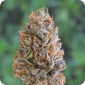 Bubba’s Gift Feminised Seeds