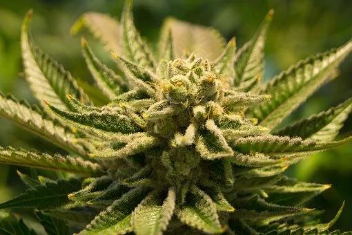budding cannabis budding cannabis