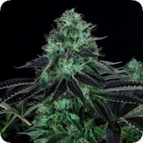 Dark Star Feminised Seeds