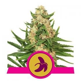 Fat Banana Feminised Seeds Fat Banana Feminised Seeds