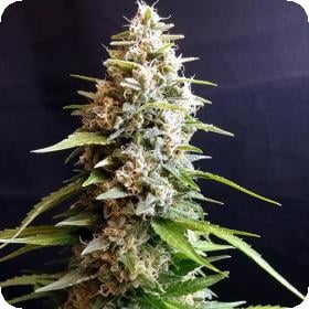 Maltererz Feminised Cannabis Seeds