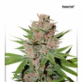 Passion Fruit Cannabis Seeds Passion Fruit Cannabis Seeds