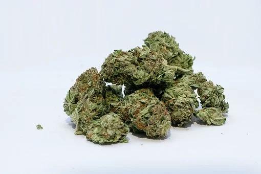 Quality Cannabis Buds
