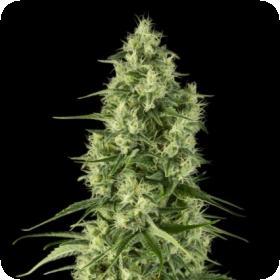 Santa Sativa Santa Sativa