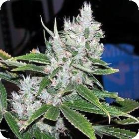 Spice Regular Seeds Spice Regular Seeds