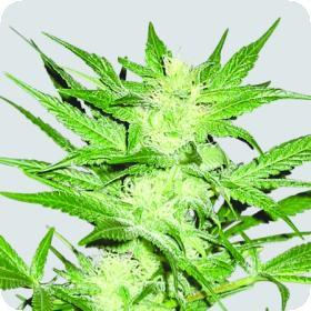 Swiss Cheese Regular Seeds Swiss Cheese Regular Seeds
