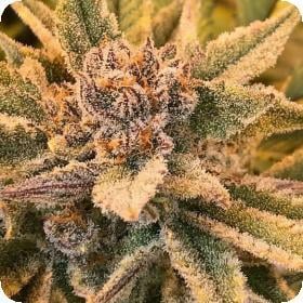 True Love Regular Seeds True Love Regular Seeds