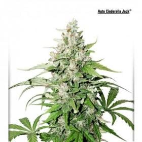 Auto Cinderella Jack Cannabis Seeds