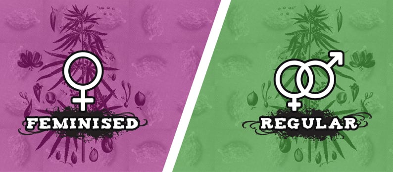 difference between feminised regular seeds