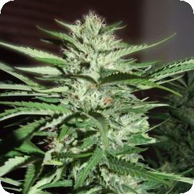 Pineapple Exress Feminised Seeds