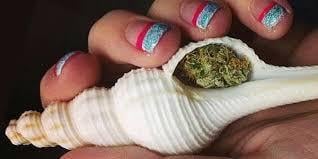 Seashell Pipe Seashell Pipe