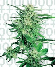 Big Bud Feminized