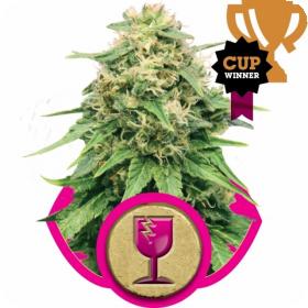 Critical Feminised Seeds 