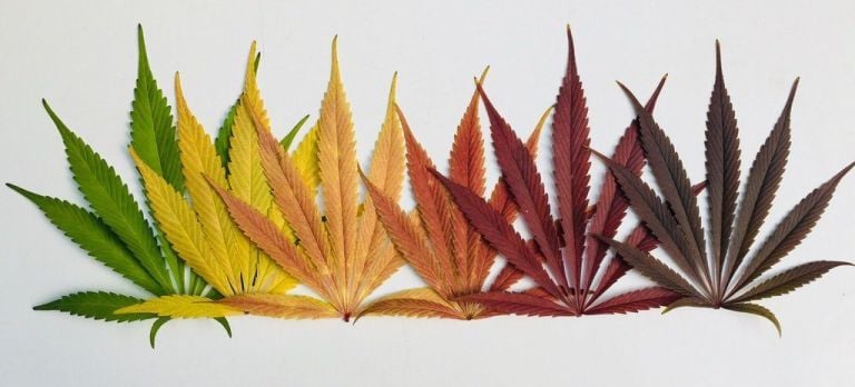 cannabis plants cannabis plants