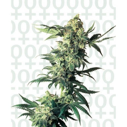 Northern Lights Feminized