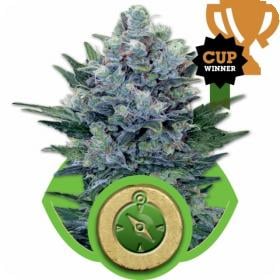 Northern Light Automatic Feminised Seeds