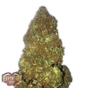 Jackpot Auto Seeds