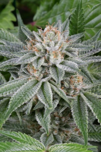 Gorilla Feminized Seeds