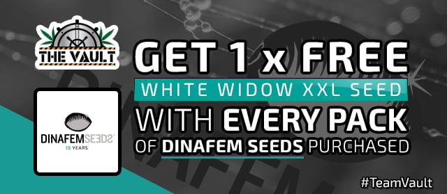 dinafem seeds