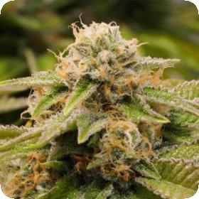 Gorilla Breath Feminised Seeds