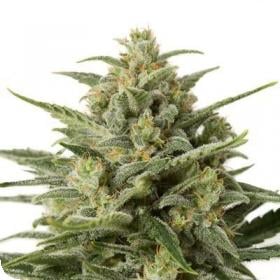 White Widow XXL AUTO Feminised Seeds