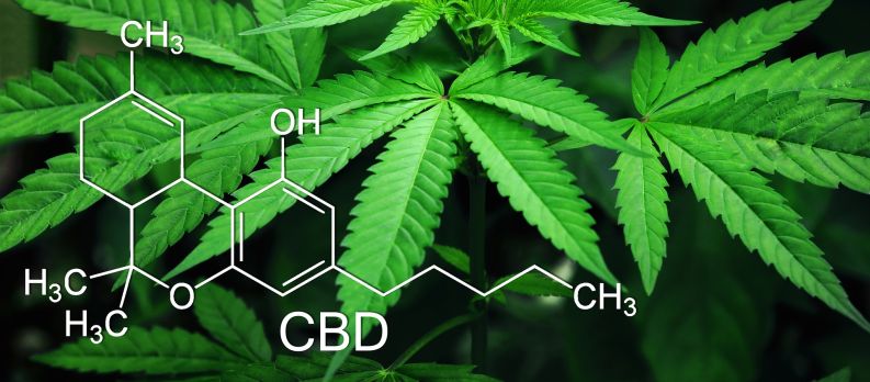 Cannabinoids in Cannabis
