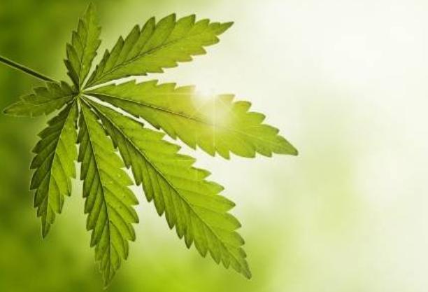 Cannabis Leaf Cannabis Leaf