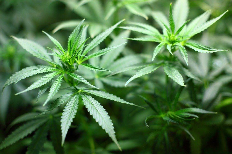 Top 10 Benefits Of Cannabis Medicine