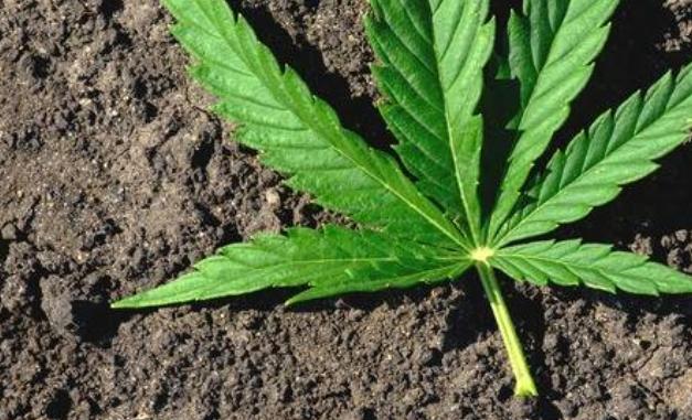 cannabis leaf cannabis leaf