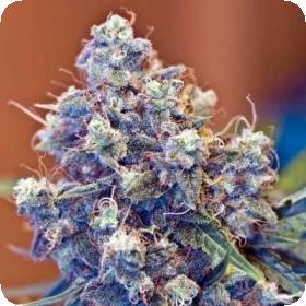 ICED Grapefruit Feminised Seeds