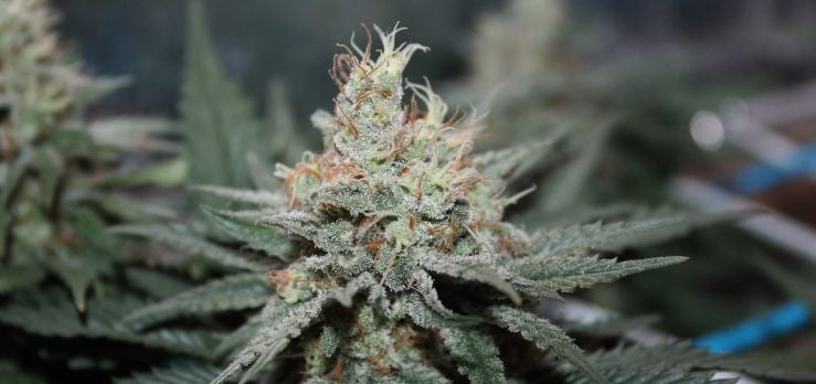 Best cannabis strains for beginner growers