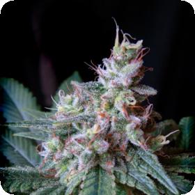 Cream Caramel Feminised Seeds