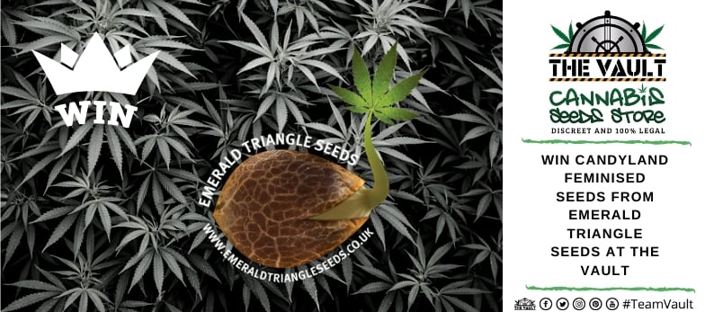 Emerald-Triangle-Seeds-Promo.jpg