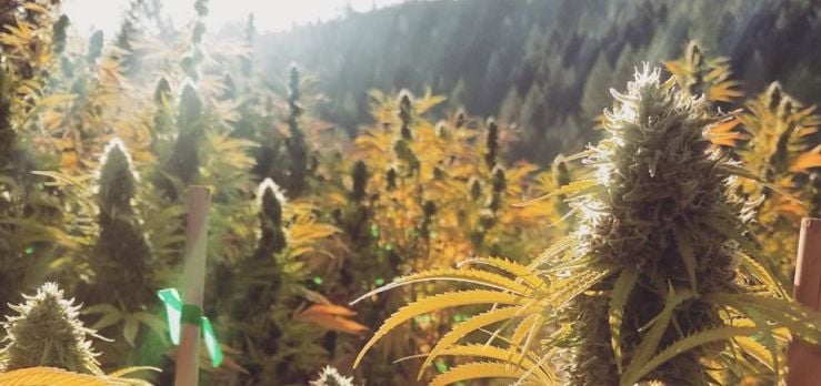 Growing cannabis outdoor