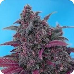 Dark Devil Auto Feminised Seeds Dark Devil Auto Feminised Seeds