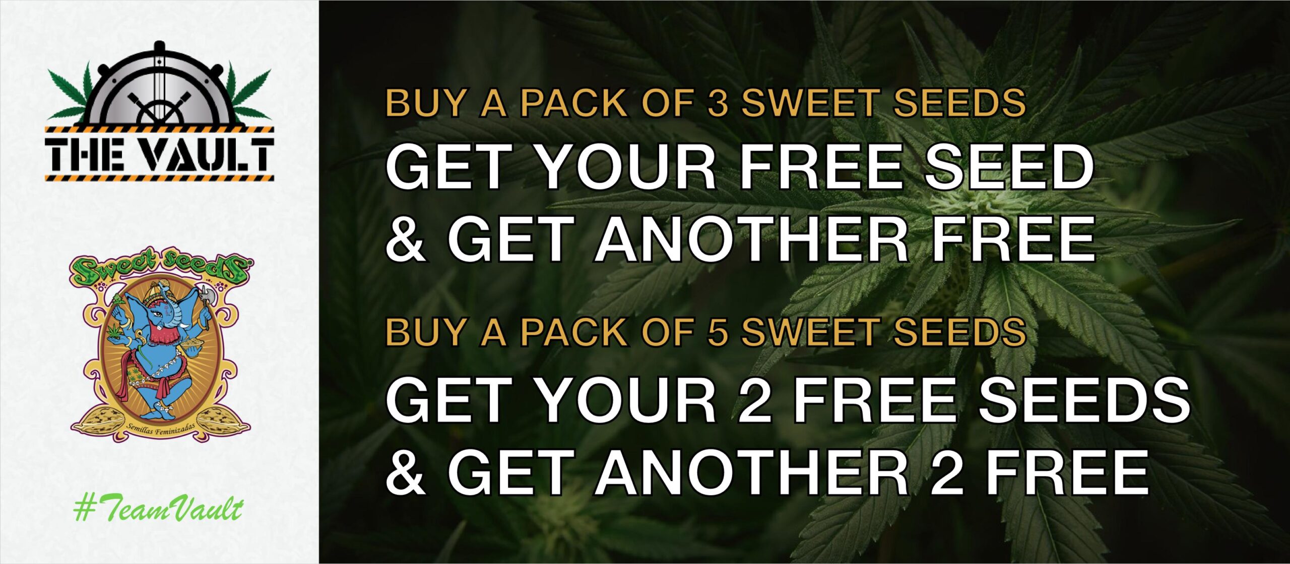 Sweet Seeds Promo