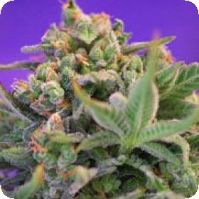 Sweet Cheese Feminized