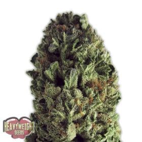 Budzilla Feminised Seeds