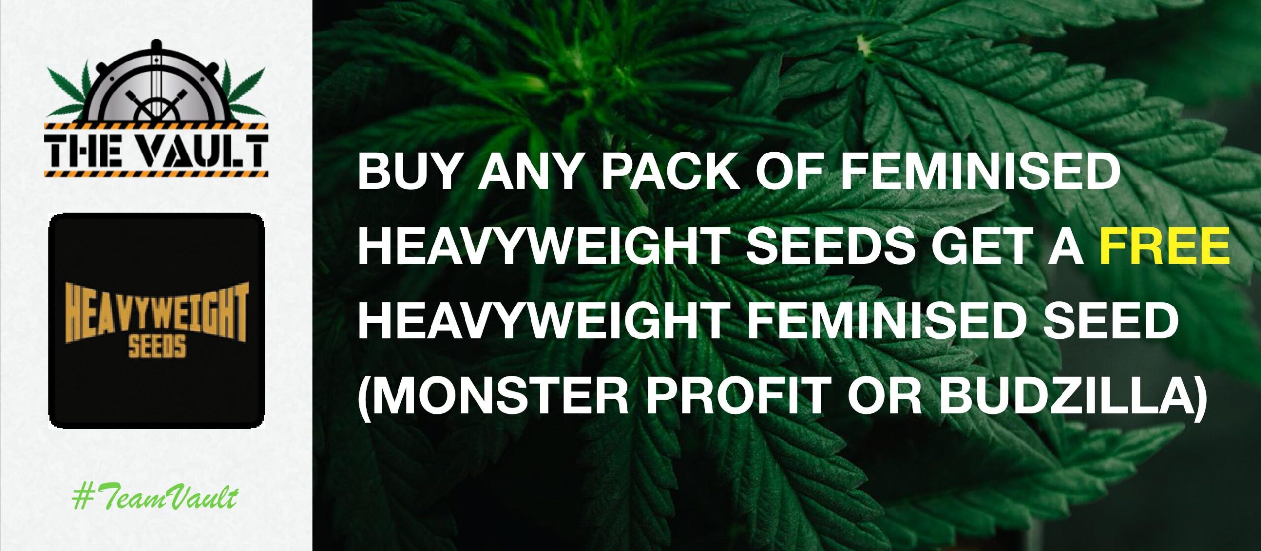 Heavyweight Cannabis Seeds