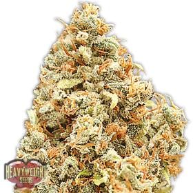 Monster Profit Feminised Seeds