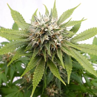 Silver Widow Feminised Seeds