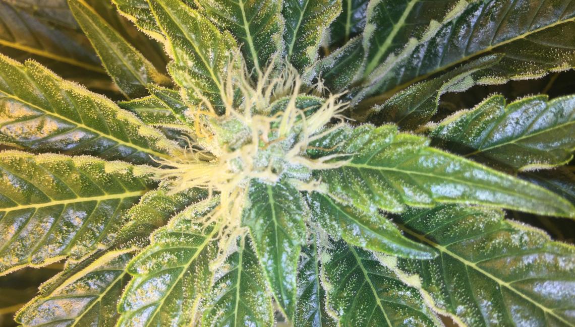 cannabis seed plant cannabis seed plant